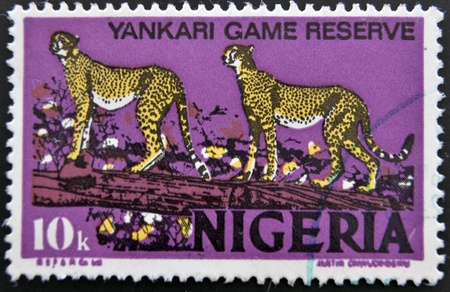 NIGERIA - CIRCA 1973  Postage stamp printed in Nigeria, shows cheetah in the Yankari National Park, circa 1973 のeditorial素材