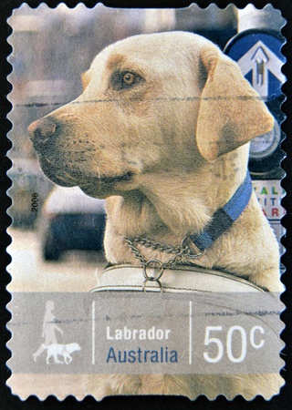 AUSTRALIA - CIRCA 2008: A stamp printed in australia shows labrador, circa 2008のeditorial素材