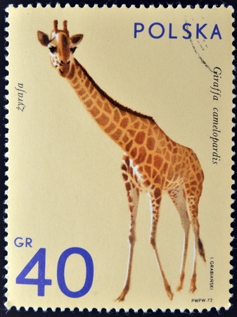 POLAND - CIRCA 1972  A stamp printed in Poland shows giraffe, circa 1972 のeditorial素材