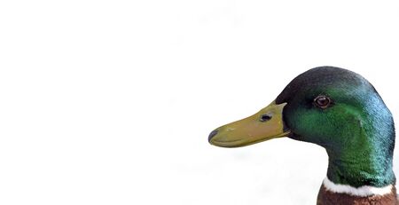 mallard on white background with copyspaceの写真素材