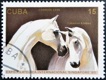CUBA - CIRCA 1995: A stamp printed in Cuba showing Arab horse, circa 1995 の写真素材