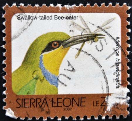 SIERRA LEONE - CIRCA 2002: A stamp printed in sierra Leone shows Swallow-talied Bee eater, merops hirundineus, circa 2002のeditorial素材