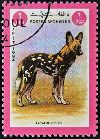 AFGANISTAN - CIRCA 1984  A stamp printed in AFGANISTAN shows image of a wild dog  Lycaon pictus , circa 1984の写真素材