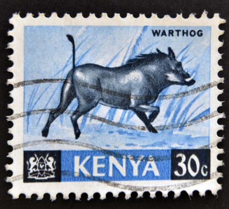 KENYA - CIRCA 1964: stamp printed in Kenya shows warthog, circa 1964. のeditorial素材