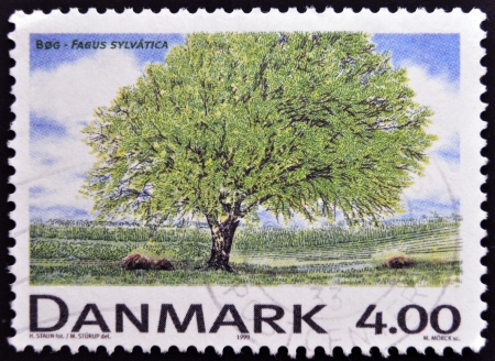 DENMARK - CIRCA 1999: A stamp printed in Denmark shows Fagus sylvatica, circa 1999のeditorial素材