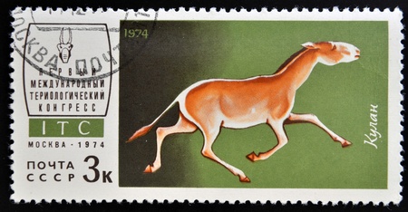 USSR - CIRCA 1974  a stamp printed in Russia shows kulan, circa 1974 のeditorial素材