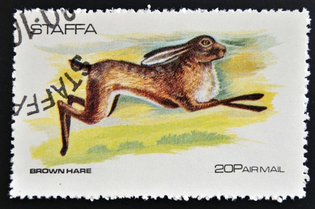 STAFFA - CIRCA 1973  stamp printed in Staffa shows brown hare, circa 1973 のeditorial素材