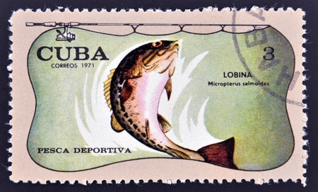 CUBA - CIRCA 1971: A stamp printed in Cuba dedicated to sport fishing, shows sea bass, Micropterus salmoides, circa 1971の写真素材
