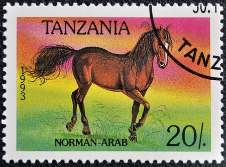 TANZANIA - CIRCA 1993  A stamp printed in Tanzania shows Norman-arab horse, circa 1993 の写真素材