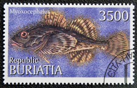 BURYATIA - CIRCA 1997: A stamp printed in Buryatia shows myoxocephalus, circa 1997 の写真素材