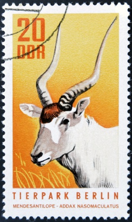 GERMANY-CIRCA 1970: A post stamp printed in Germany shows antelope, circa 1970 の写真素材