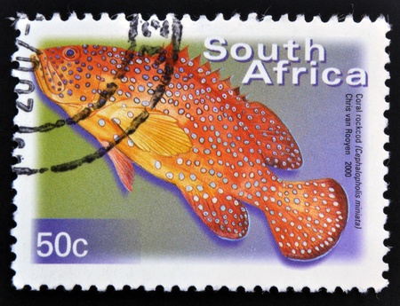 SOUTH AFRICA - CIRCA 2000: A stamp printed in RSA shows Coral Rockcod, Cephalopholis miniata, circa...