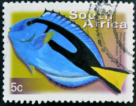 SOUTH AFRICA - CIRCA 2000: A stamp printed in RSA shows palette surgeon, Paracanthurus hepatus,...