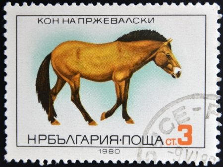 BULGARIA - CIRCA 1980: A stamp printed in Bulgaria shows Przewalski's Horse, circa 1980 のeditorial素材