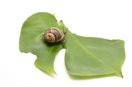 snail on green leafの写真素材