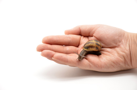 snail on woman's handの写真素材