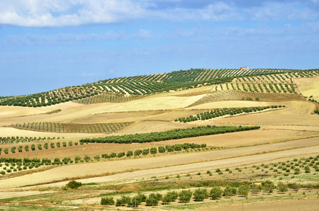 field of olive trees in Andalusia