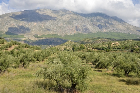 olive groves in Jaen and Sierra Magina, andaluciaの写真素材
