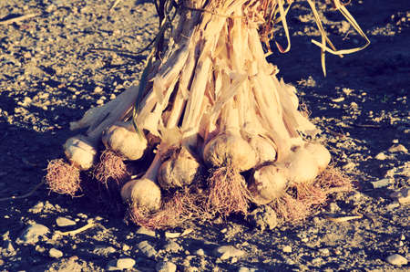 bunch of garlic in the ground, vintage