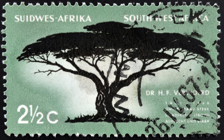 SOUTH WEST AFRICA - CIRCA 1967: A stamp printed in RSA shows Umbrella Thorn, Acacia tortilis, circa 1967のeditorial素材