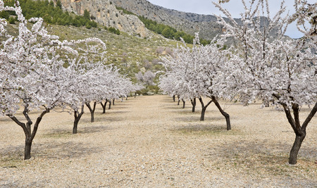 Field of almond blossoms の写真素材