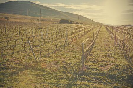 Vineyards at sunsetの写真素材