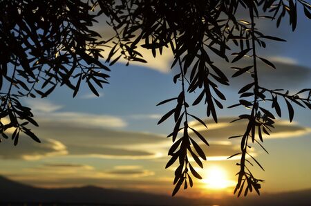 olive branches at sunsetの写真素材