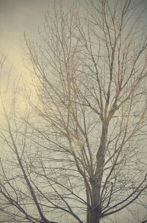 Branches