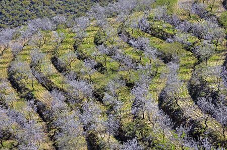 field of almond blossomsの写真素材