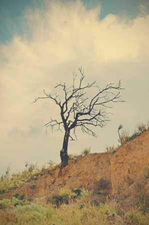 dry almondの写真素材