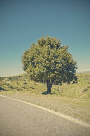 oak beside roadの写真素材