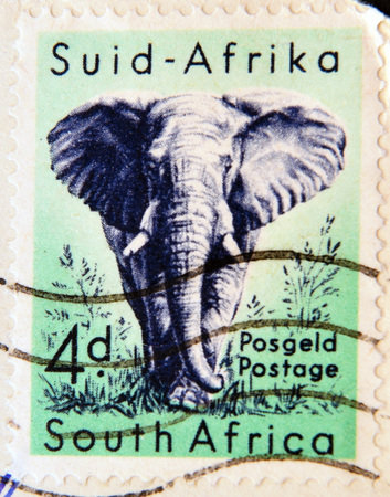SOUTH AFRICA-CIRCA 1954: A stamp printed in South Africa dedicated to animals from Kruger National Park, shows the African Elephant, circa 1954のeditorial素材