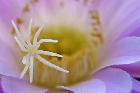 Cactus Flowerのeditorial素材