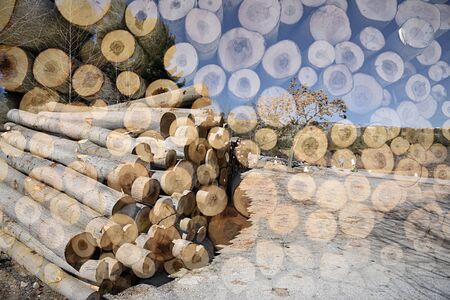 Wooden logs cut. Double exposure taken with the cameraの写真素材