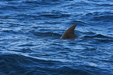 bottlenose dolphin. Picture taken from whale watching cruise in Strait of Gibraltarの写真素材