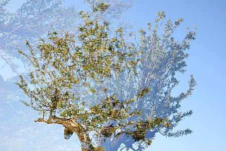 Double exposure almond branches taken with the cameraの写真素材