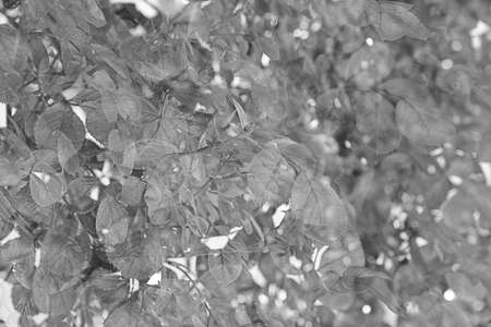 Double exposure rosebush leaves black and white taken with the cameraの写真素材