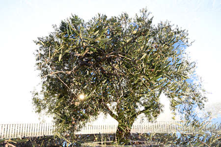 Double exposure of an olive tree taken with the cameraの写真素材