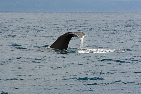 Sperm Whale. Picture taken from whale watching cruise in Strait of Gibraltarの写真素材