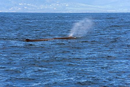 Sperm Whale. Picture taken from whale watching cruise in Strait of Gibraltarの写真素材