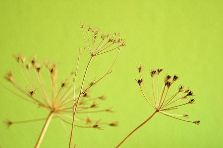 branch with dry leavesの写真素材