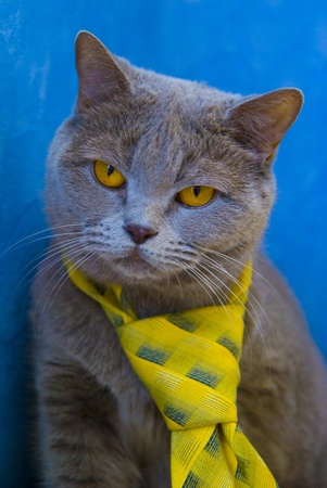 my creative kitty の写真素材