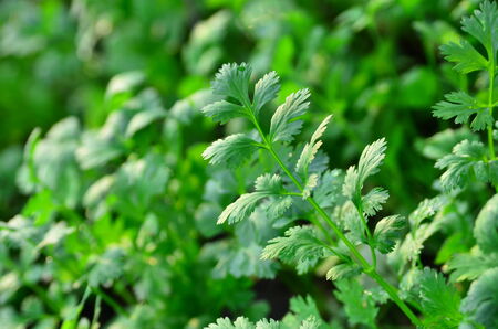 Coriander