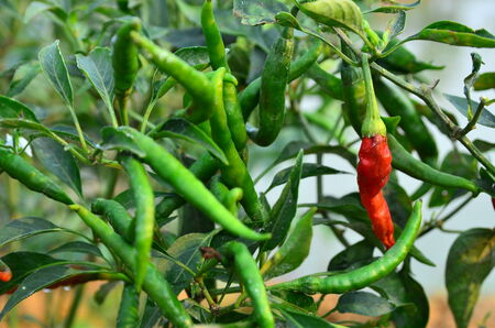 pepperの写真素材