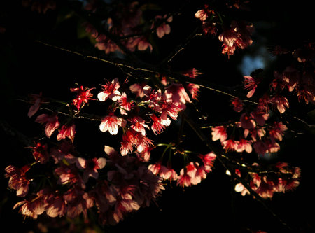 Sakura の素材