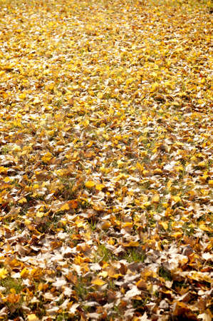 A Blanket of Yellow Fall Leaves on an Autumn Dayの写真素材