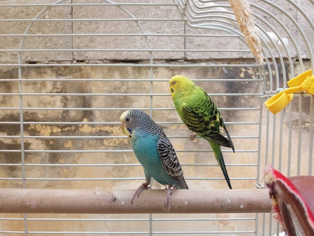 blue and green budgies
