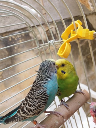 blue and green budgiesの写真素材