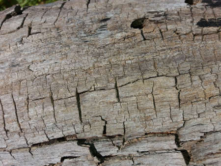tree bark texture