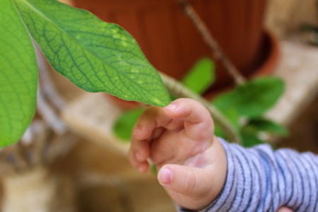Baby's hand touching a leaf of plantの写真素材